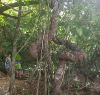 Foxy's Bar - Nambucca Heads Accommodation