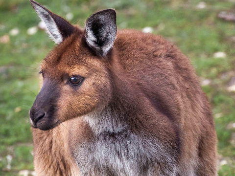 Mercure Kangaroo Island Lodge - Nambucca Heads Accommodation 15