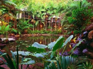 Daintree Eco Lodge & Spa - Nambucca Heads Accommodation 0