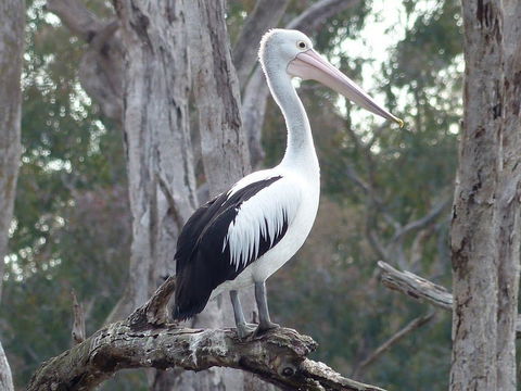 Meramie Motor Inn - Nambucca Heads Accommodation 16