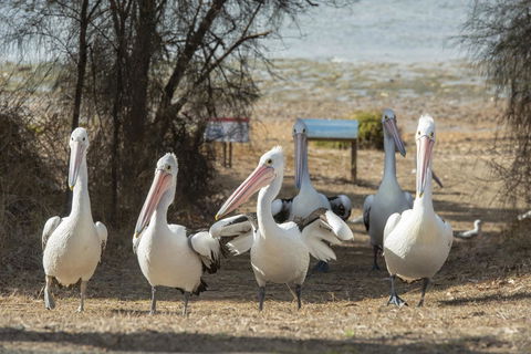Mercure Kangaroo Island Lodge - Nambucca Heads Accommodation 15