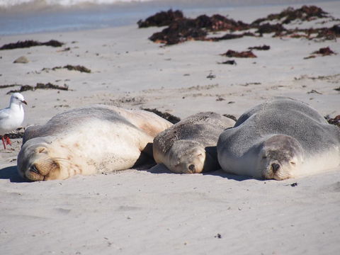 Mercure Kangaroo Island Lodge - Nambucca Heads Accommodation 43