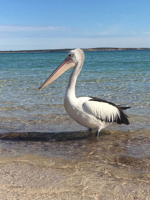 Sail & Anchor - Nambucca Heads Accommodation 2