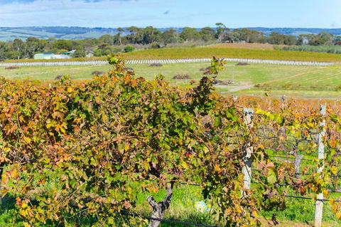 Sun & Surf Aldinga Beach Apartment - Nambucca Heads Accommodation 15