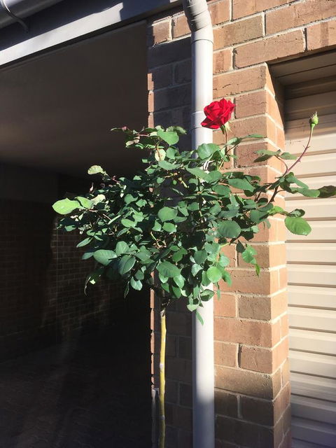 Adelaide Style Accommodation-Close To City-North Adelaide-3 Bdrm- FREE Parking - Nambucca Heads Accommodation 21