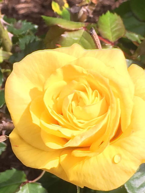 Wine And Roses Bed And Breakfast - Nambucca Heads Accommodation 41