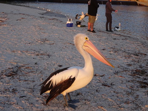 Selene Holiday Apartment @West Beach - Nambucca Heads Accommodation 3