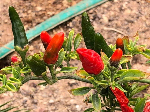 Aussie Opal Diggers Outback Retreat-Undergound - Nambucca Heads Accommodation 25