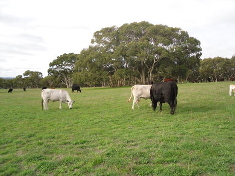 Wenton Farm Holiday Cottages - Nambucca Heads Accommodation 17