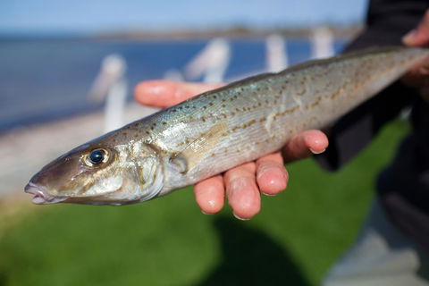 Modra\'s Apartments - Nambucca Heads Accommodation 18