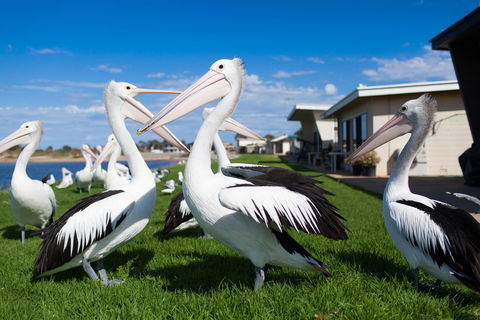 Modra\'s Apartments - Nambucca Heads Accommodation 13