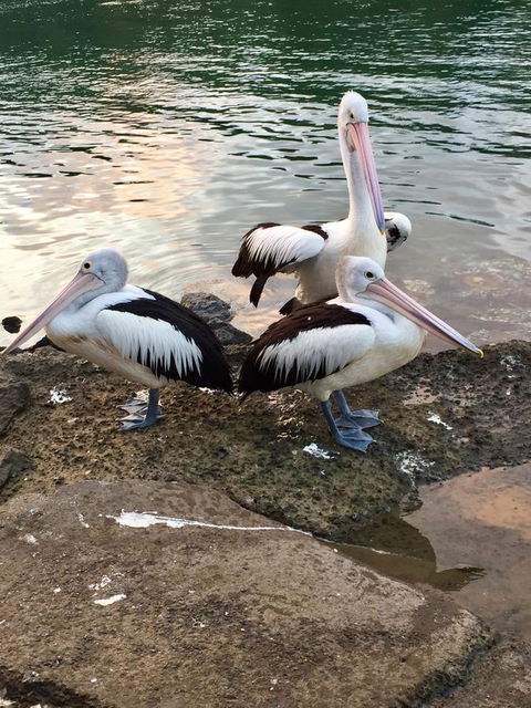 Brunswick Heads Treetop Studio - Nambucca Heads Accommodation 26