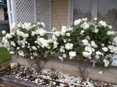 Railway Cottage In Beachport - Nambucca Heads Accommodation 12