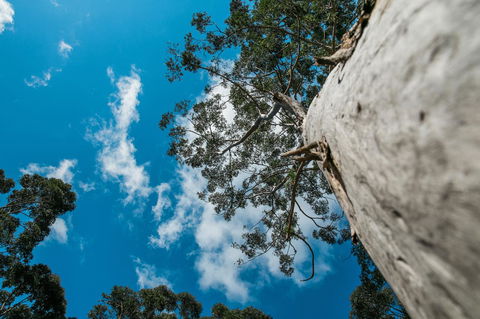 The Floating Forest - Nambucca Heads Accommodation 36