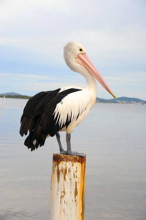 Hotel Nelson - Nambucca Heads Accommodation 29
