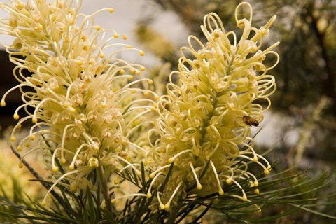 Ironstone Estate Lovedale - Nambucca Heads Accommodation 36