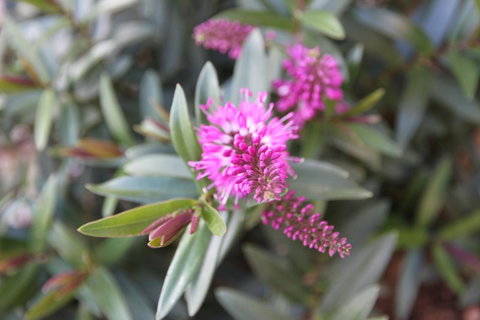 Grand Manor Motor Inn - Nambucca Heads Accommodation 3