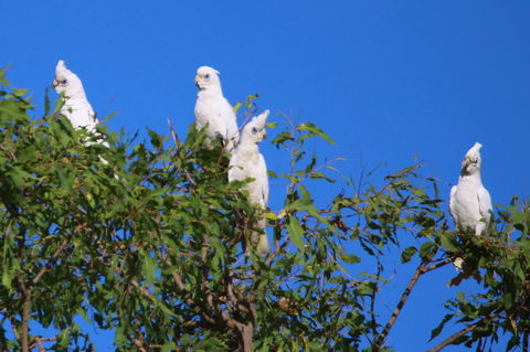 Aurora Kakadu Lodge - Nambucca Heads Accommodation 9