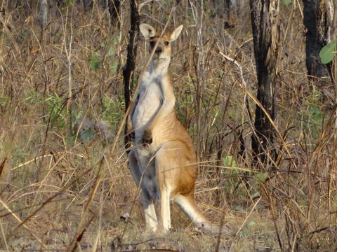Mount Bundy Station - Nambucca Heads Accommodation 41