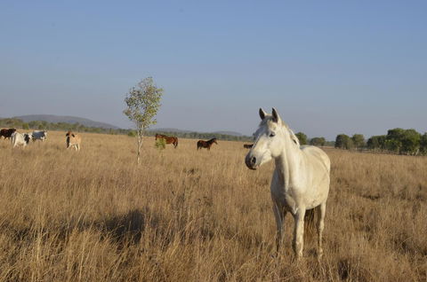 Mount Bundy Station - Nambucca Heads Accommodation 43