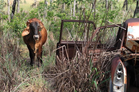 Mount Bundy Station - Nambucca Heads Accommodation 42