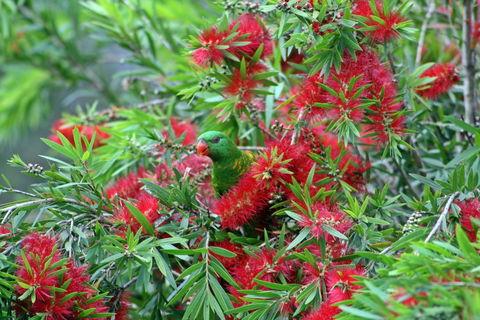 Bottlebrush B & B - Nambucca Heads Accommodation 0