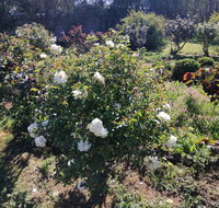 Carisbrook Country Retreat Motel - Nambucca Heads Accommodation