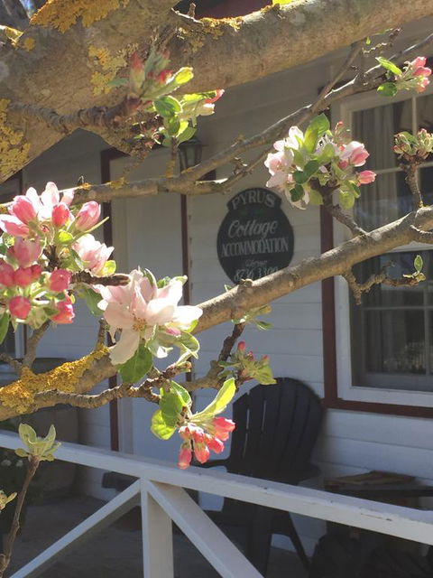 Coonawarra's Pyrus Cottage - Nambucca Heads Accommodation 3
