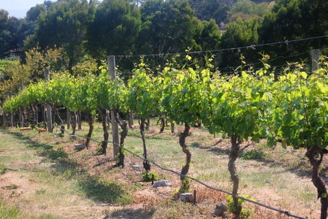 Every Man And His Dog Vineyard - Nambucca Heads Accommodation 2