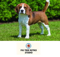 Fig Tree Retro Studio - Nambucca Heads Accommodation