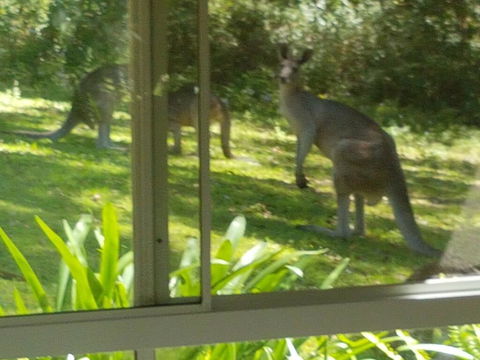 Forest View Bungalow - Nambucca Heads Accommodation 2