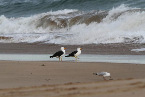 GALWAY COTTAGE - Nambucca Heads Accommodation 1