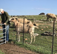 Gilgraves Vineyard Farmstay - Nambucca Heads Accommodation