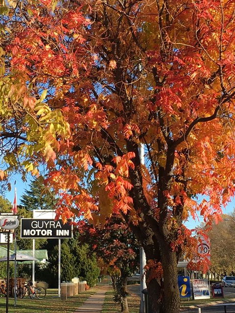 Guyra Motor Inn - Nambucca Heads Accommodation 3