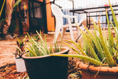 JJs Backpackers Hostel - Nambucca Heads Accommodation 2