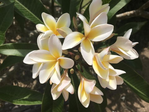 King Ludwigs Cottage - Nambucca Heads Accommodation 3