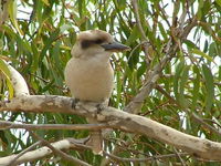 Book Officer Accommodation Vacations Nambucca Heads Accommodation Nambucca Heads Accommodation
