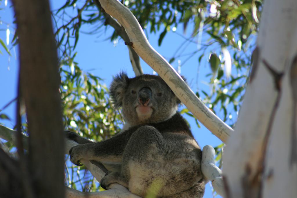 Vale Park SA Nambucca Heads Accommodation