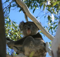 Levi Park Caravan Park - Nambucca Heads Accommodation
