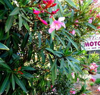 Mercury motor inn - Nambucca Heads Accommodation