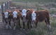 Morella Farm - thumb 2