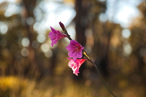 Amaroo Retreat & Spa - Nambucca Heads Accommodation 14