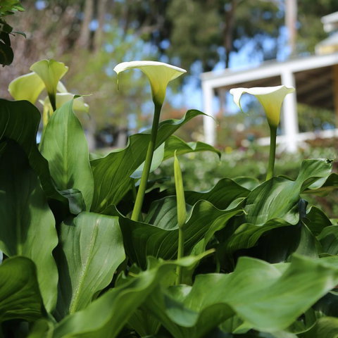 Two Sisters Chalets - Nambucca Heads Accommodation 32