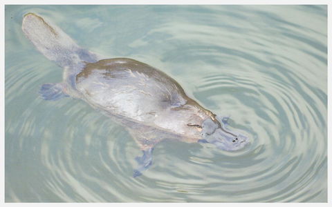 Strahan Retreat Holiday Park - Nambucca Heads Accommodation 20