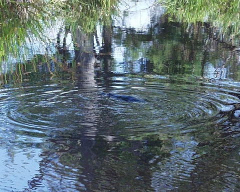 Platypus Park Country Retreat - Nambucca Heads Accommodation 33