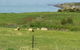 Penguin Seaside Farm - thumb 7