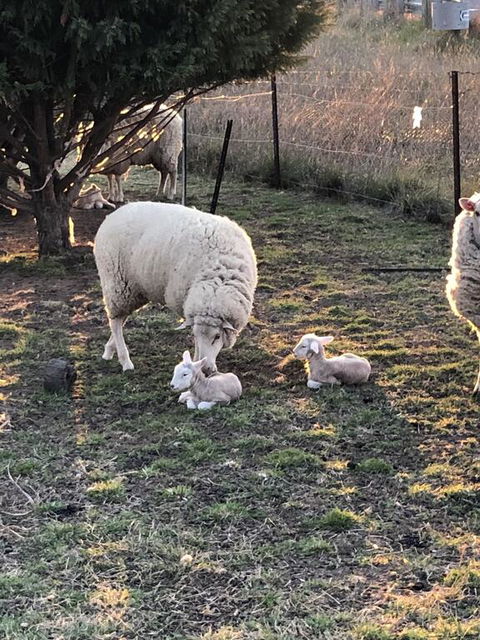 OConnell Retreat BnB - Nambucca Heads Accommodation 3