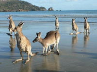 Book Seaforth Accommodation Vacations Nambucca Heads Accommodation Nambucca Heads Accommodation