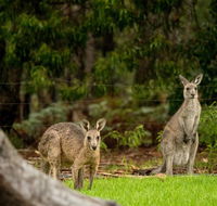 Secura Lifestyle Countryside Kalaru - Nambucca Heads Accommodation