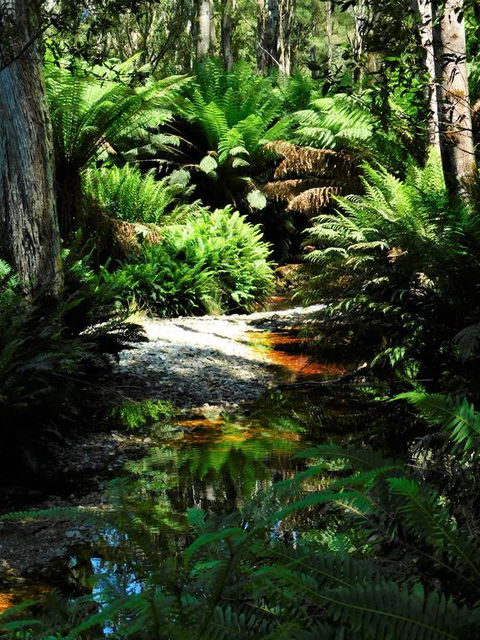 Shakespeare's Wilderness Chalet - Nambucca Heads Accommodation 3
